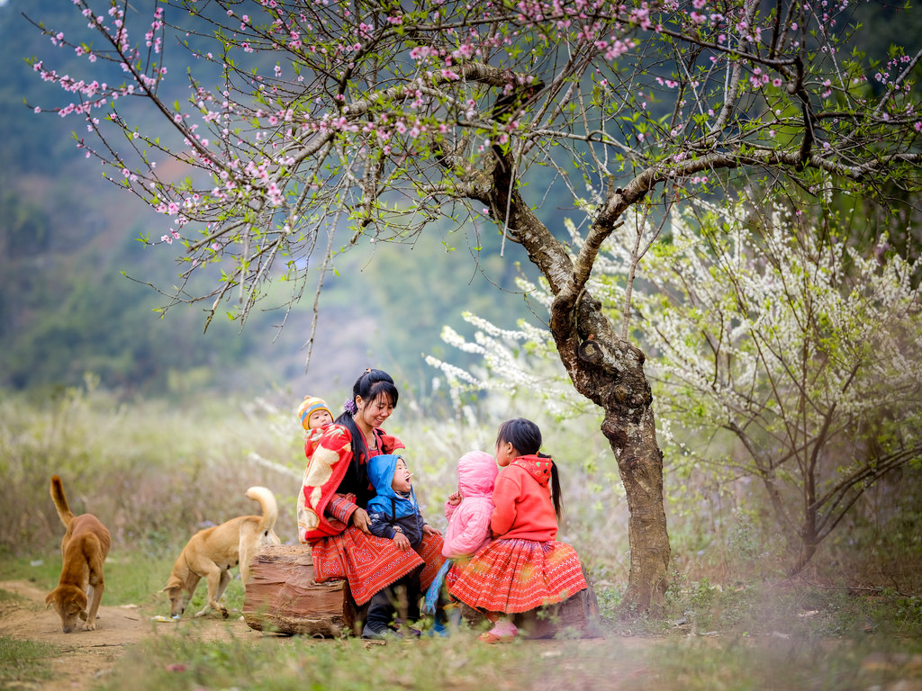 Hoa Xuân Hoa Xuân