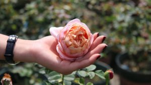 Thanh Xuân, Sống và Yêu Thanh Xuân, Sống và Yêu