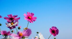 Con đường dẫn đến cái đẹp Con đường dẫn đến cái đẹp