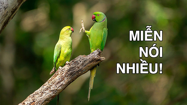 Những lời tăm tối và rối rắm làm xáo trộn ngôn ngữ của tình yêu Những lời tăm tối và rối rắm làm xáo trộn ngôn ngữ của tình yêu