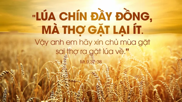 Manna: Nhận không, cho không (Chúa nhật 11 thường niên - năm A, Mt 9,36-10,8)