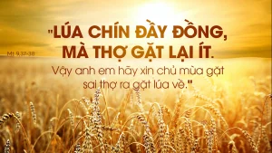 Manna: Sai thợ ra gặt lúa (Thứ Ba Tuần 14 Thường niên - Mt 9,32-38) Manna: Sai thợ ra gặt lúa (Thứ Ba Tuần 14 Thường niên - Mt 9,32-38)